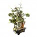 Beautiful Vintage Chinese Artificial Jade Grape White Bonsai Tree With Marble Big YJH-GRPS07
