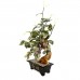 Beautiful Vintage Chinese Artificial Jade Grape White Bonsai Tree With Marble Big YJH-GRPS07