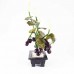 Beautiful Vintage Chinese Jade Grape Vine Bonsai Tree YJH-GRPS06
